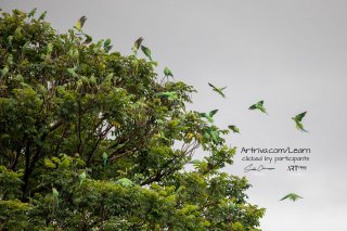parrots_flying_and_sitting_on_tree.jpg