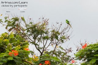 parrots_sitting_on_tree.jpg